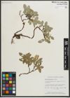 Foto von Salix myrtillifolia Anderson